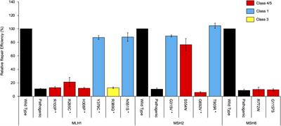 Frontiers | Contribution of mRNA Splicing to Mismatch Repair Gene